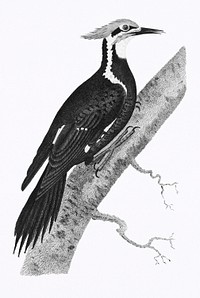 Pileated woodpecker (Picus pileatus) from Zoological lectures delivered at the Royal institution in the years 1806-7 illustrated by <a href="https://www.rawpixel.com/search/George%20Shaw?sort=curated&amp;rating_filter=all&amp;mode=shop&amp;page=1">George Shaw</a> (1751-1813). Original from The New York Public Library. Digitally enhanced by rawpixel.