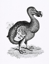 Illustration of Dodo from Zoological lectures delivered at the Royal institution in the years 1806-7 by George Shaw (1751-1813). Original from The New York Public Library. Digitally enhanced by rawpixel.