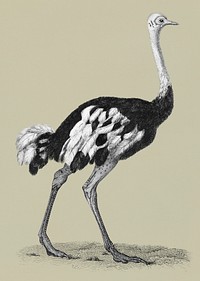 Ostrich from Zoological lectures delivered at the Royal institution in the years 1806-7 illustrated by <a href="https://www.rawpixel.com/search/George%20Shaw?&amp;page=1">George Shaw</a> (1751-1813).