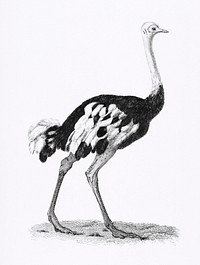 Ostrich from Zoological lectures delivered at the Royal institution in the years 1806-7 illustrated by <a href="https://www.rawpixel.com/search/George%20Shaw?sort=curated&amp;rating_filter=all&amp;mode=shop&amp;page=1">George Shaw</a> (1751-1813). Original from The New York Public Library. Digitally enhanced by rawpixel.