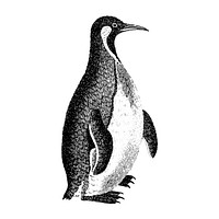 Vintage illustrations of Patagonian penguin