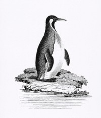 Great awk and Patagonian penguin from Zoological lectures delivered at the Royal institution in the years 1806-7 illustrated by George Shaw (1751-1813). Original from The New York Public Library. Digitally enhanced by rawpixel.