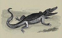 Illustration of Crocodile from Zoological lectures delivered at the Royal institution in the years 1806-7 illustrated by <a href="https://www.rawpixel.com/search/George%20Shaw?&amp;page=1">George Shaw</a> (1751-1813).