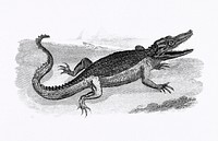 Illustration of Crocodile from Zoological lectures delivered at the Royal institution in the years 1806-7 illustrated by George Shaw (1751-1813). Original from The New York Public Library. Digitally enhanced by rawpixel.