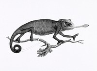 Illustration of Chameleon from Zoological lectures delivered at the Royal institution in the years 1806-7 illustrated by George Shaw (1751-1813). Original from The New York Public Library. Digitally enhanced by rawpixel.