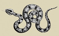 Illustration of Constrictor boa from Zoological lectures delivered at the Royal institution in the years 1806-7 illustrated by <a href="https://www.rawpixel.com/search/George%20Shaw?&amp;page=1">George Shaw</a> (1751-1813).