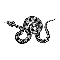 Vintage illustrations of Constrictor boa