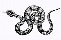 Illustration of Constrictor boa from Zoological lectures delivered at the Royal institution in the years 1806-7 illustrated by <a href="https://www.rawpixel.com/search/George%20Shaw?sort=curated&amp;rating_filter=all&amp;mode=shop&amp;page=1">George Shaw</a> (1751-1813). Original from The New York Public Library. Digitally enhanced by rawpixel.