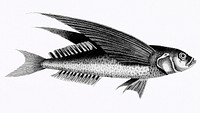 Oceanic flying fish from Zoological lectures delivered at the Royal institution in the years 1806-7 illustrated by <a href="https://www.rawpixel.com/search/George%20Shaw?sort=curated&amp;rating_filter=all&amp;mode=shop&amp;page=1">George Shaw</a> (1751-1813). Original from The New York Public Library. Digitally enhanced by rawpixel.