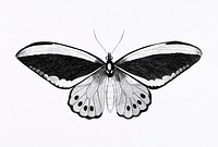 Illustration of papilio from Zoological lectures delivered at the Royal institution in the years 1806-7 illustrated by <a href="https://www.rawpixel.com/search/George%20Shaw?sort=curated&amp;rating_filter=all&amp;mode=shop&amp;page=1">George Shaw</a> (1751-1813). Original from The New York Public Library. Digitally enhanced by rawpixel.