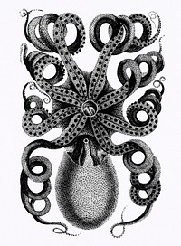 Front viewed of eight armed cuttle fish from Zoological lectures delivered at the Royal institution in the years 1806-7 illustrated by George Shaw (1751-1813). Original from The New York Public Library. Digitally enhanced by rawpixel.