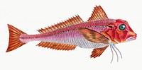 Red gurnard from The Natural History of British Fishes (1802) by Edward Donovan. Original from the New York Public Library. Digitally enhanced by rawpixel.