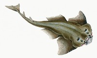 Angel shark from The Natural History of British Fishes (1802) by Edward Donovan. Original from the New York Public Library. Digitally enhanced by rawpixel.