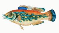 Striped wrasse from The Natural History of British Fishes (1802) by Edward Donovan. Original from the New York Public Library. Digitally enhanced by rawpixel.