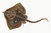 Thornback ray from The Natural History of British Fishes (1802) by Edward Donovan. Original from the New York Public Library. Digitally enhanced by rawpixel.