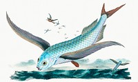 Vintage Illustration of Flying-fish.