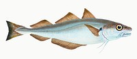 Whiting from The Natural History of British Fishes (1802) by Edward Donovan. Original from the New York Public Library. Digitally enhanced by rawpixel.