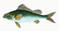 The Eurasian ruffe from The Natural History of British Fishes (1802) by Edward Donovan. Original from the New York Public Library. Digitally enhanced by rawpixel.