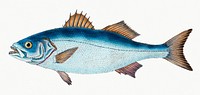 Basse from The Natural History of British Fishes (1802) by Edward Donovan. Original from the New York Public Library. Digitally enhanced by rawpixel.
