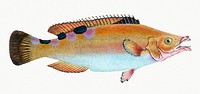 A female cuckoo wrasse from The Natural History of British Fishes (1802) by Edward Donovan. Original from the New York Public Library. Digitally enhanced by rawpixel.