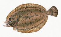 Common dab from The Natural History of British Fishes (1802) by Edward Donovan. Original from the New York Public Library. Digitally enhanced by rawpixel.