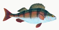 Perch from The Natural History of British Fishes (1802) by Edward Donovan. Original from the New York Public Library. Digitally enhanced by rawpixel.