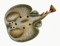 Electric Ray from The Natural History of British Fishes (1802) by Edward Donovan. Original from the New York Public Library. Digitally enhanced by rawpixel.