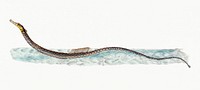 Shorter Pipe-fish from The Natural History of British Fishes (1802) by Edward Donovan. Original from the New York Public Library. Digitally enhanced by rawpixel.