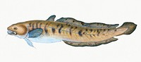 Burbot from The Natural History of British Fishes (1802) by Edward Donovan. Original from the New York Public Library. Digitally enhanced by rawpixel.