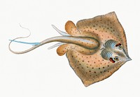 The common stingray from The Natural History of British Fishes (1802) by Edward Donovan. Original from the New York Public Library. Digitally enhanced by rawpixel.