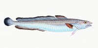Ling from The Natural History of British Fishes (1802) by Edward Donovan. Original from the New York Public Library. Digitally enhanced by rawpixel.