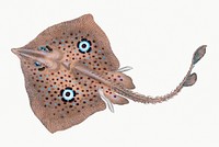 Vintage Illustration of Brown Ray.