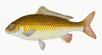 Vintage Illustration of Carp.