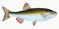 Chub from The Natural History of British Fishes (1802) by Edward Donovan. Original from the New York Public Library. Digitally enhanced by rawpixel.