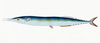 Saury or Skipper Pike from The Natural History of British Fishes (1802) by Edward Donovan. Original from the New York Public Library. Digitally enhanced by rawpixel.