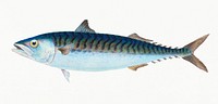 Mackerel from The Natural History of British Fishes (1802) by Edward Donovan. Original from the New York Public Library. Digitally enhanced by rawpixel.