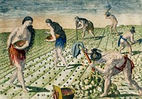 How they till the soil and plant ; Storing their crops in the public granary illustration from Grand voyages (1596) by Theodor de Bry (1528-1598). Original from The New York Public Library. Digitally enhanced by rawpixel.