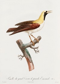 Emperor bird-of-paradise, female from Histoire Naturelle des Oiseaux de Paradis et Des Rolliers (1806) by<a href="https://www.rawpixel.com/search/Jacques%20Barraband?"> </a><a href="https://www.rawpixel.com/search/Jacques%20Barraband?sort=curated&amp;rating_filter=all&amp;mode=shop&amp;page=1">Jacques</a><a href="https://www.rawpixel.com/search/Jacques%20Barraband?sort=curated&amp;rating_filter=all&amp;mode=shop&amp;page=1"> Barraband</a> (1767-1809).