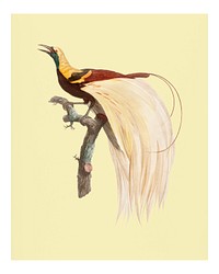 Vintage emperor bird-of-paradise illustration wall art print and poster.