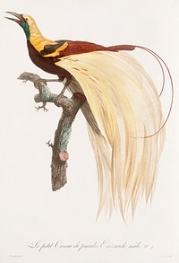 Young, emperor bird-of-paradise, male from Histoire Naturelle des Oiseaux de Paradis et Des Rolliers (1806) by<a href="https://www.rawpixel.com/search/Jacques%20Barraband?"> </a><a href="https://www.rawpixel.com/search/Jacques%20Barraband?sort=curated&amp;rating_filter=all&amp;mode=shop&amp;page=1">Jacques</a><a href="https://www.rawpixel.com/search/Jacques%20Barraband?sort=curated&amp;rating_filter=all&amp;mode=shop&amp;page=1"> Barraband</a> (1767-1809).