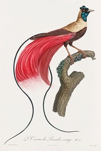Red bird of paradise from Histoire Naturelle des Oiseaux de Paradis et Des Rolliers (1806) by Jacques Barraband (1767-1809).