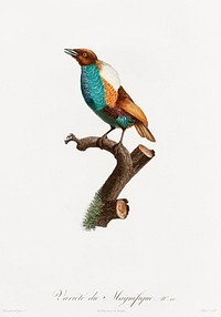 Magnificent bird of paradise, female from Histoire Naturelle des Oiseaux de Paradis et Des Rolliers (1806) by<a href="https://www.rawpixel.com/search/Jacques%20Barraband?"> </a><a href="https://www.rawpixel.com/search/Jacques%20Barraband?sort=curated&amp;rating_filter=all&amp;mode=shop&amp;page=1">Jacques</a><a href="https://www.rawpixel.com/search/Jacques%20Barraband?sort=curated&amp;rating_filter=all&amp;mode=shop&amp;page=1"> Barraband</a> (1767-1809).