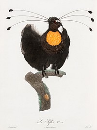 Western parotia from Histoire Naturelle des Oiseaux de Paradis et Des Rolliers (1806) by<a href="https://www.rawpixel.com/search/Jacques%20Barraband?"> </a><a href="https://www.rawpixel.com/search/Jacques%20Barraband?sort=curated&amp;rating_filter=all&amp;mode=shop&amp;page=1">Jacques</a><a href="https://www.rawpixel.com/search/Jacques%20Barraband?sort=curated&amp;rating_filter=all&amp;mode=shop&amp;page=1"> Barraband</a> (1767-1809).