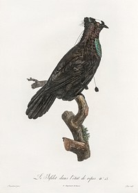 Western parotia in the idle state from Histoire Naturelle des Oiseaux de Paradis et Des Rolliers (1806) by <a href="https://www.rawpixel.com/search/Jacques%20Barraband?sort=curated&amp;rating_filter=all&amp;mode=shop&amp;page=1">Jacques</a><a href="https://www.rawpixel.com/search/Jacques%20Barraband?sort=curated&amp;rating_filter=all&amp;mode=shop&amp;page=1"> Barraband</a> (1767-1809).