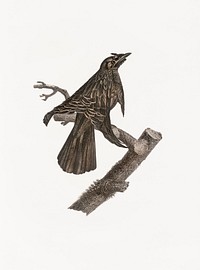 Superb bird of paradise from Histoire Naturelle des Oiseaux de Paradis et Des Rolliers (1806) by Jacques Barraband (1767-1809).