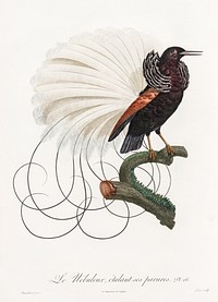 Twelve wired bird of paradise from Histoire Naturelle des Oiseaux de Paradis et Des Rolliers (1806) by<a href="https://www.rawpixel.com/search/Jacques%20Barraband?"> </a><a href="https://www.rawpixel.com/search/Jacques%20Barraband?sort=curated&amp;rating_filter=all&amp;mode=shop&amp;page=1">Jacques</a><a href="https://www.rawpixel.com/search/Jacques%20Barraband?sort=curated&amp;rating_filter=all&amp;mode=shop&amp;page=1"> Barraband</a> (1767-1809).