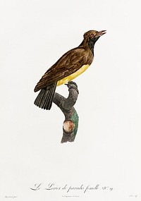 Paradise crow, female from Histoire Naturelle des Oiseaux de Paradis et Des Rolliers (1806) by<a href="https://www.rawpixel.com/search/Jacques%20Barraband?"> </a><a href="https://www.rawpixel.com/search/Jacques%20Barraband?sort=curated&amp;rating_filter=all&amp;mode=shop&amp;page=1">Jacques</a><a href="https://www.rawpixel.com/search/Jacques%20Barraband?sort=curated&amp;rating_filter=all&amp;mode=shop&amp;page=1"> Barraband</a> (1767-1809).