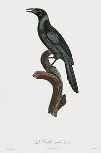 Manucode, Male from Histoire Naturelle des Oiseaux de Paradis et Des Rolliers (1806) by<a href="https://www.rawpixel.com/search/Jacques%20Barraband?"> </a><a href="https://www.rawpixel.com/search/Jacques%20Barraband?sort=curated&amp;rating_filter=all&amp;mode=shop&amp;page=1">Jacques</a><a href="https://www.rawpixel.com/search/Jacques%20Barraband?sort=curated&amp;rating_filter=all&amp;mode=shop&amp;page=1"> Barraband</a> (1767-1809).
