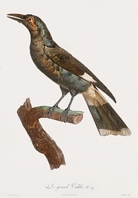 Curl-crested Manucode from Histoire Naturelle des Oiseaux de Paradis et Des Rolliers (1806) by<a href="https://www.rawpixel.com/search/Jacques%20Barraband?"> </a><a href="https://www.rawpixel.com/search/Jacques%20Barraband?sort=curated&amp;rating_filter=all&amp;mode=shop&amp;page=1">Jacques</a><a href="https://www.rawpixel.com/search/Jacques%20Barraband?sort=curated&amp;rating_filter=all&amp;mode=shop&amp;page=1"> Barraband</a> (1767-1809).