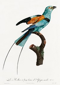 Long-stranded African roller from Histoire Naturelle des Oiseaux de Paradis et Des Rolliers (1806) by<a href="https://www.rawpixel.com/search/Jacques%20Barraband?"> </a><a href="https://www.rawpixel.com/search/Jacques%20Barraband?sort=curated&amp;rating_filter=all&amp;mode=shop&amp;page=1">Jacques</a><a href="https://www.rawpixel.com/search/Jacques%20Barraband?sort=curated&amp;rating_filter=all&amp;mode=shop&amp;page=1"> Barraband</a> (1767-1809).